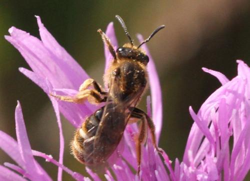 Lasioglossum sp.